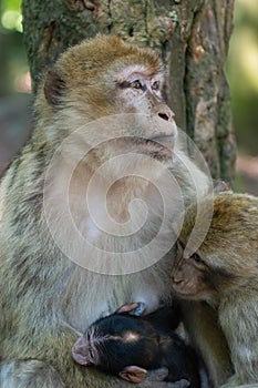 Barbary macaque, Macaca sylvanus, with young and baby photo